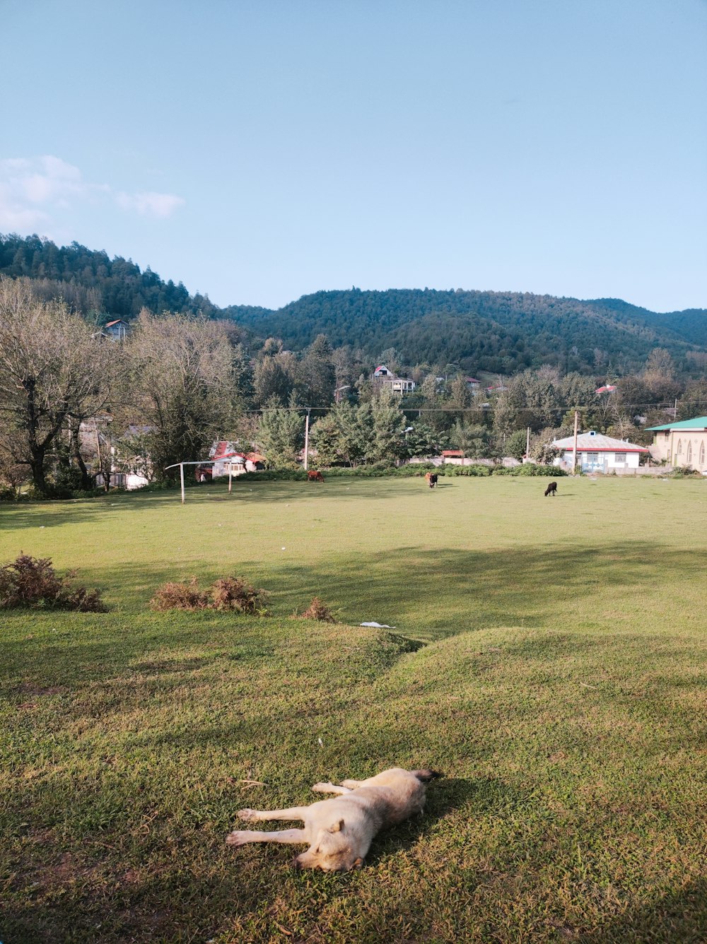 a dog laying in a field with a mountain in the background