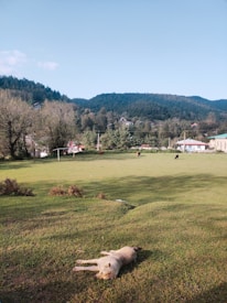 A peaceful rural scene with a grassy field extending into the distance, bordered by trees and small houses. A dog lies on the grass in the foreground, enjoying the sunlight. In the background, more dogs can be seen roaming around the field. The landscape includes a mountain range under a clear blue sky.