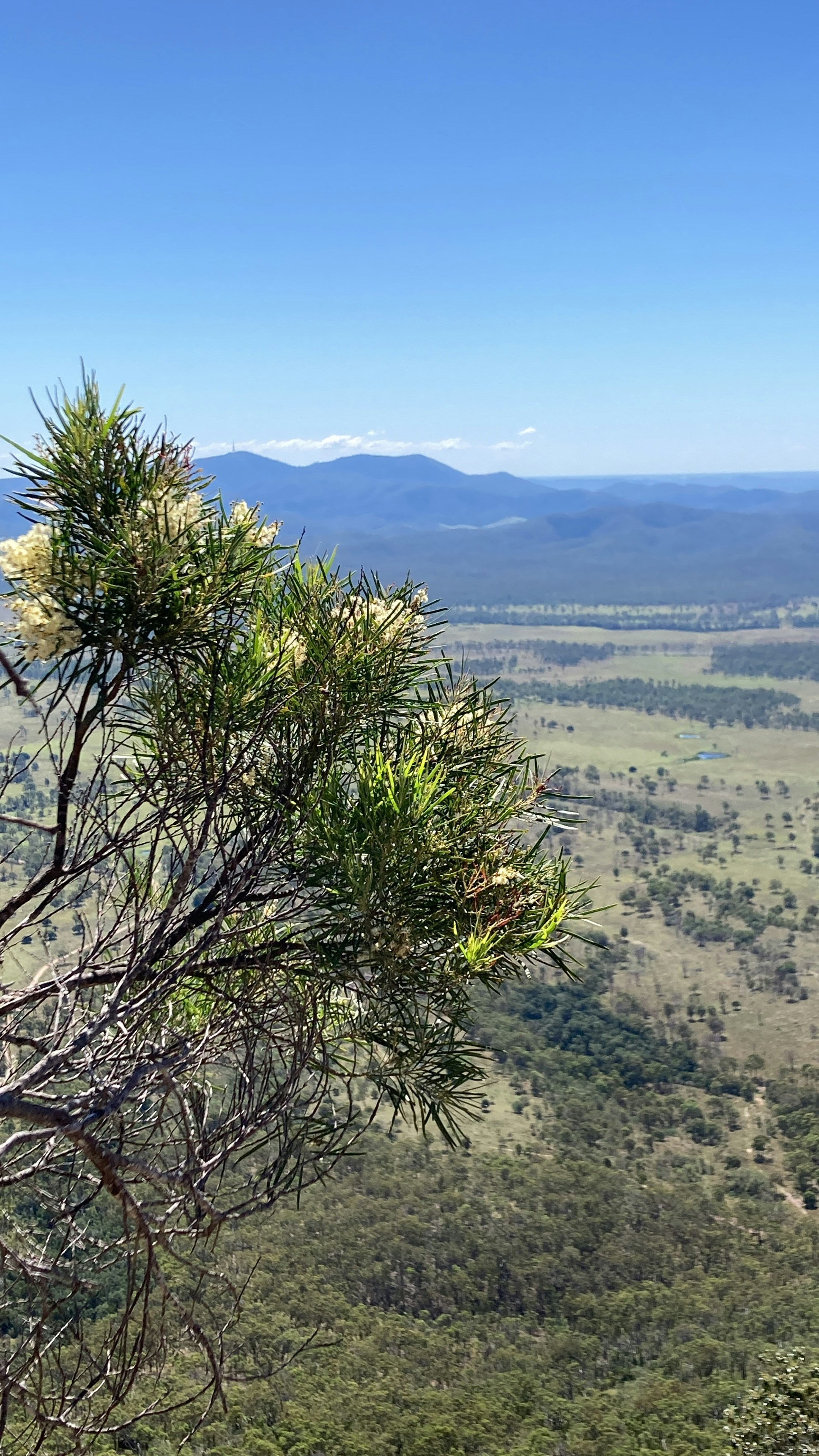 a view of a valley with trees and mountains in the distance