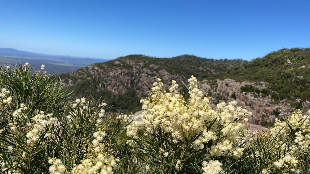 a bush with white flowers in the foreground and mountains in the background