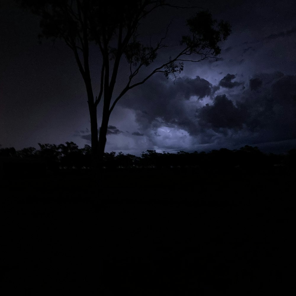 a tree in a field with a dark sky in the background