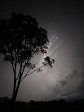 a black and white photo of a tree and lightning