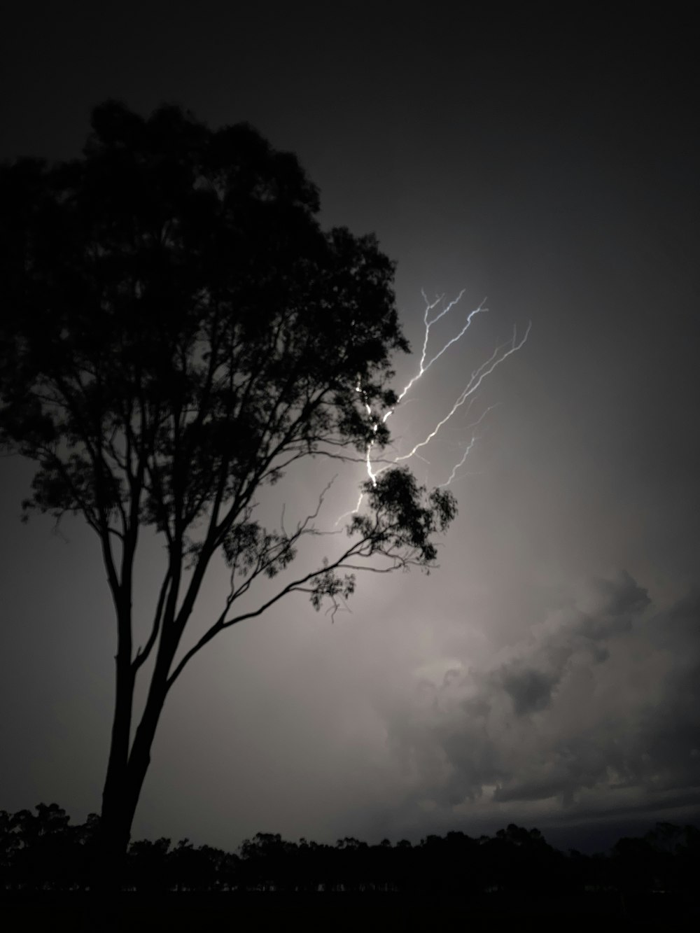 a black and white photo of a tree and lightning