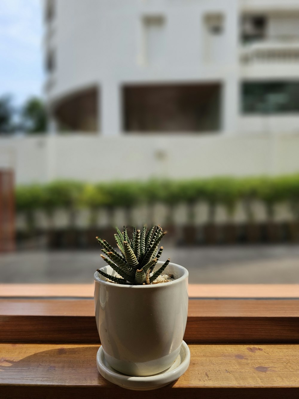 a potted plant sitting on top of a window sill