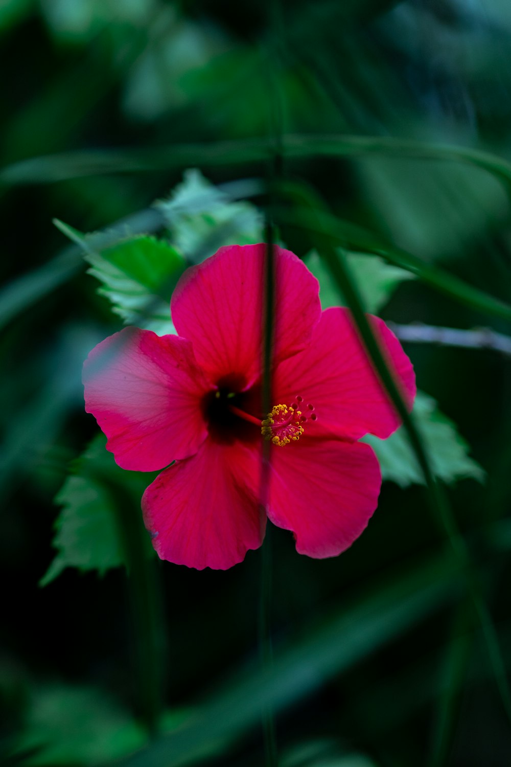 a pink flower with green leaves in the background