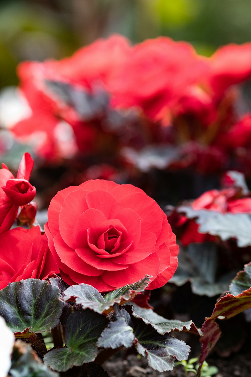 a group of red flowers in a garden