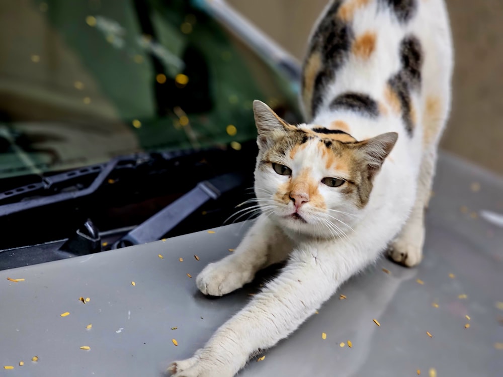 a cat standing on the hood of a car