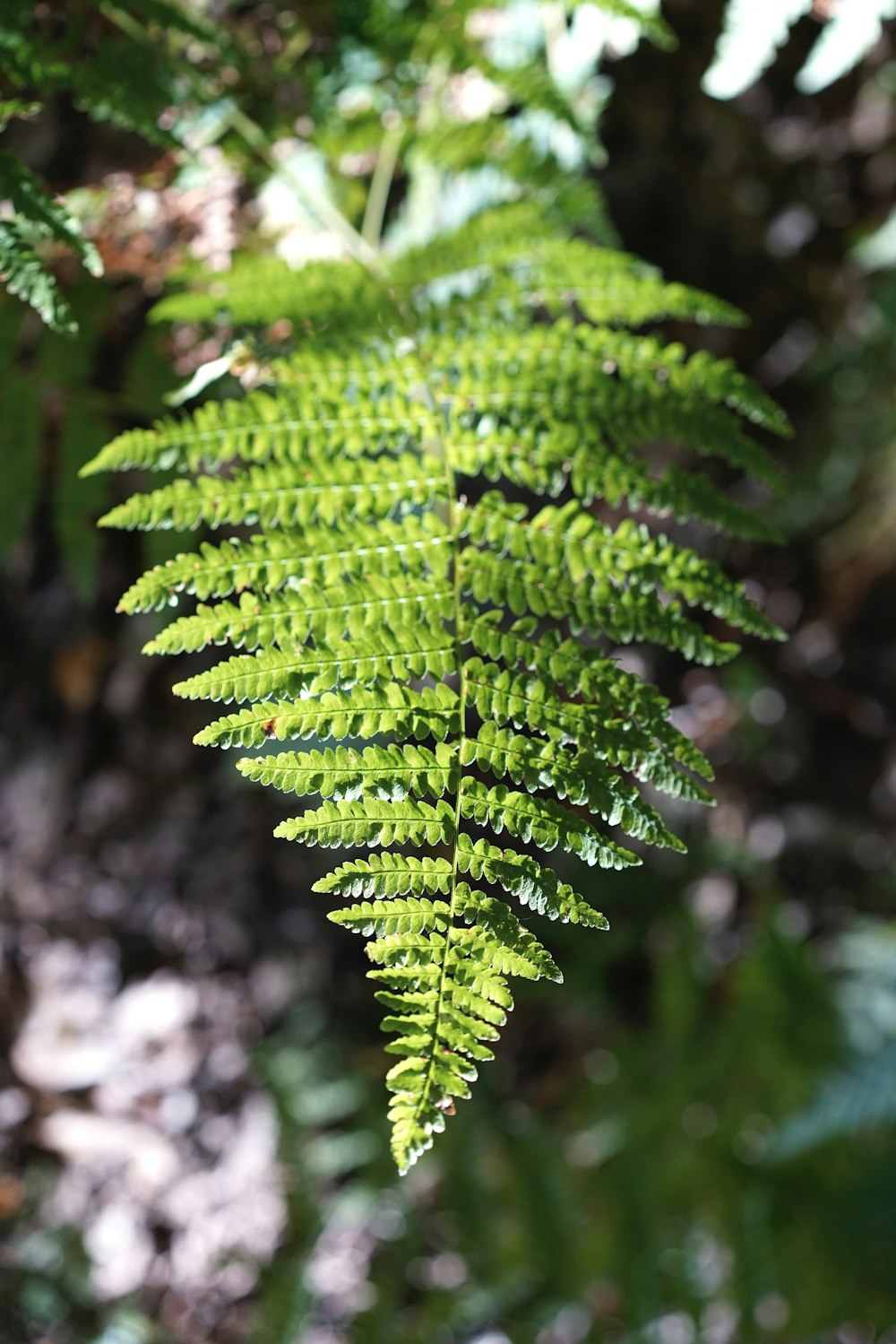 Un gros plan d’une plante verte avec beaucoup de feuilles