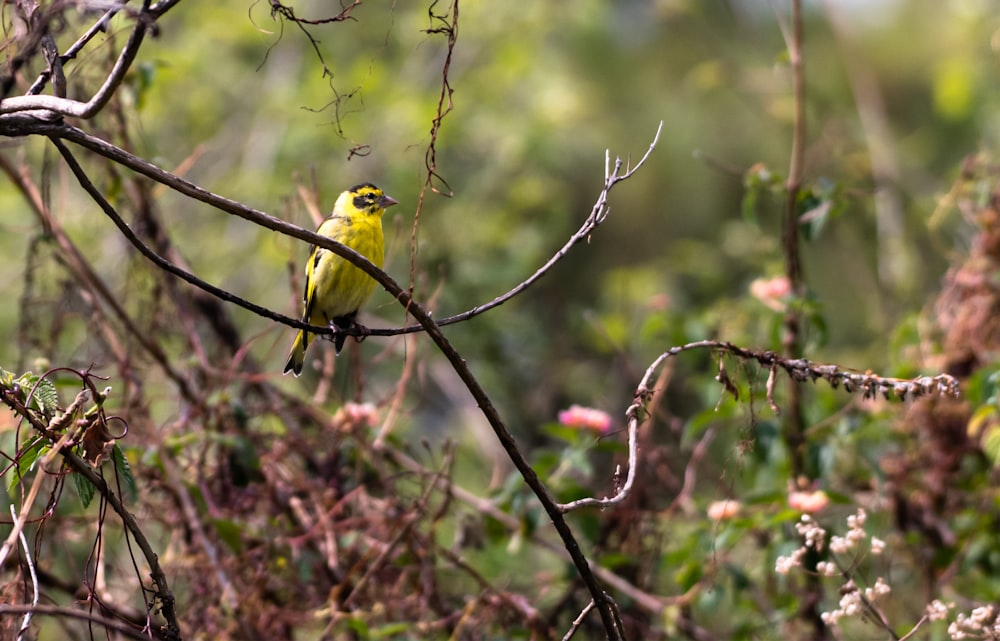 a small yellow bird perched on a tree branch