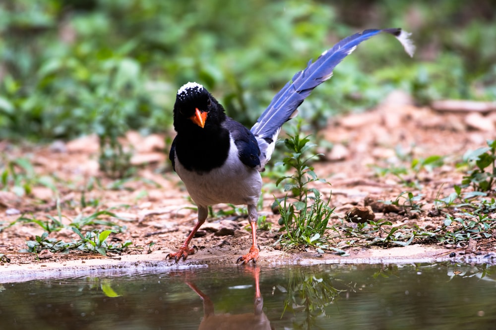 a black and white bird standing next to a body of water