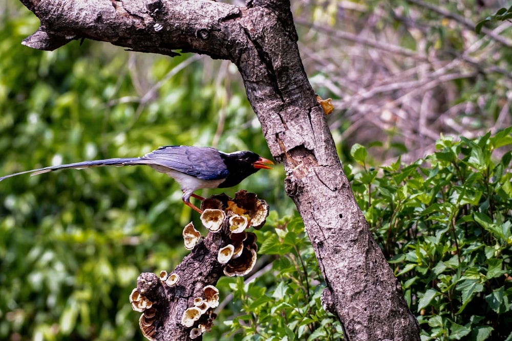 a bird is perched on a tree branch