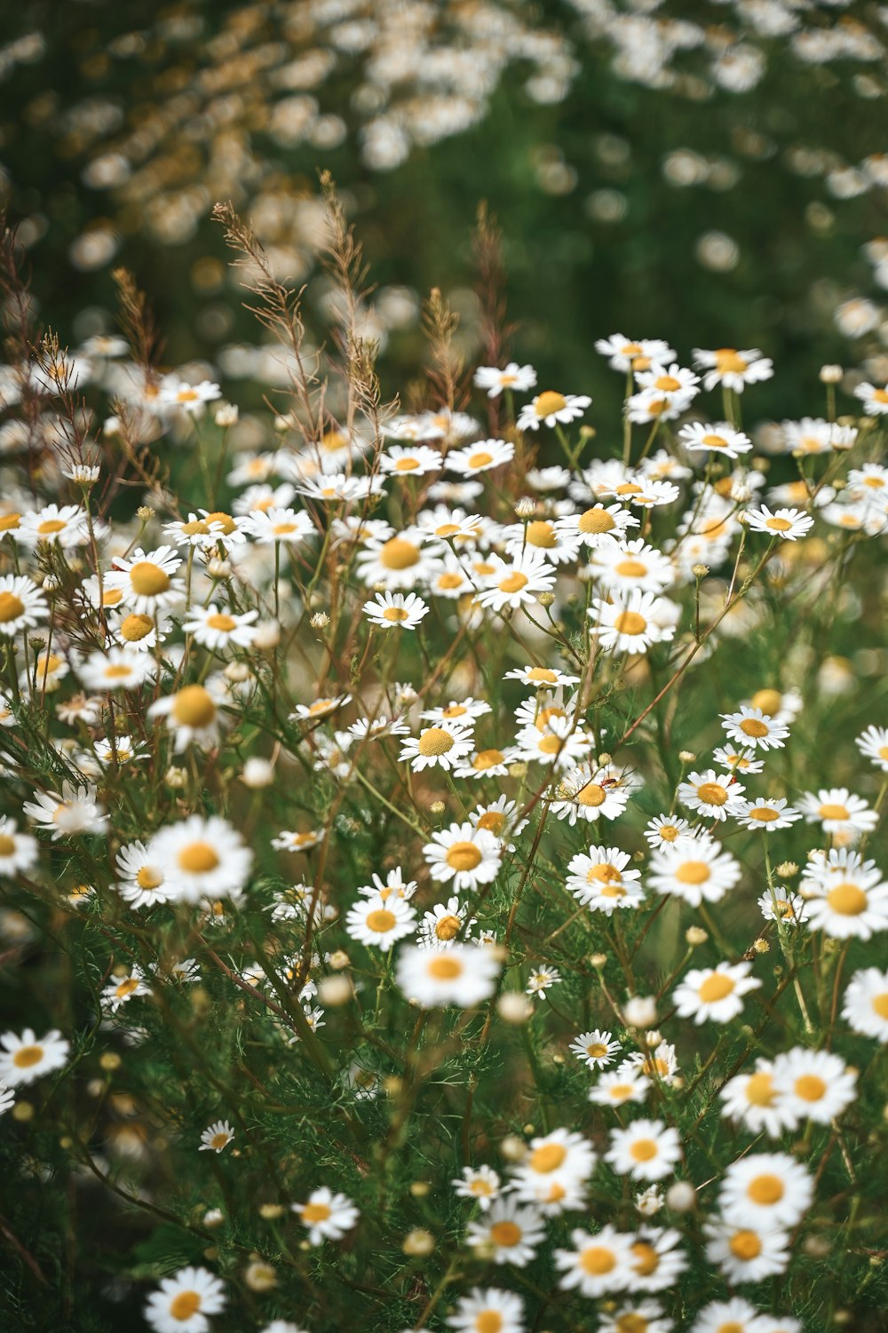 a field full of white and yellow flowers