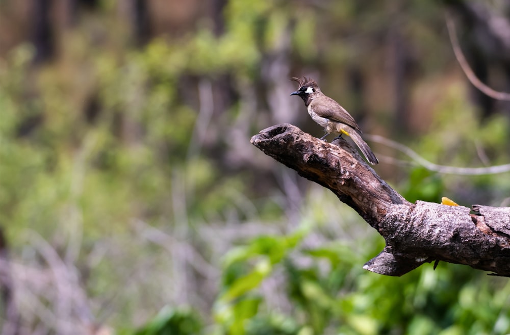 a small bird perched on a tree branch