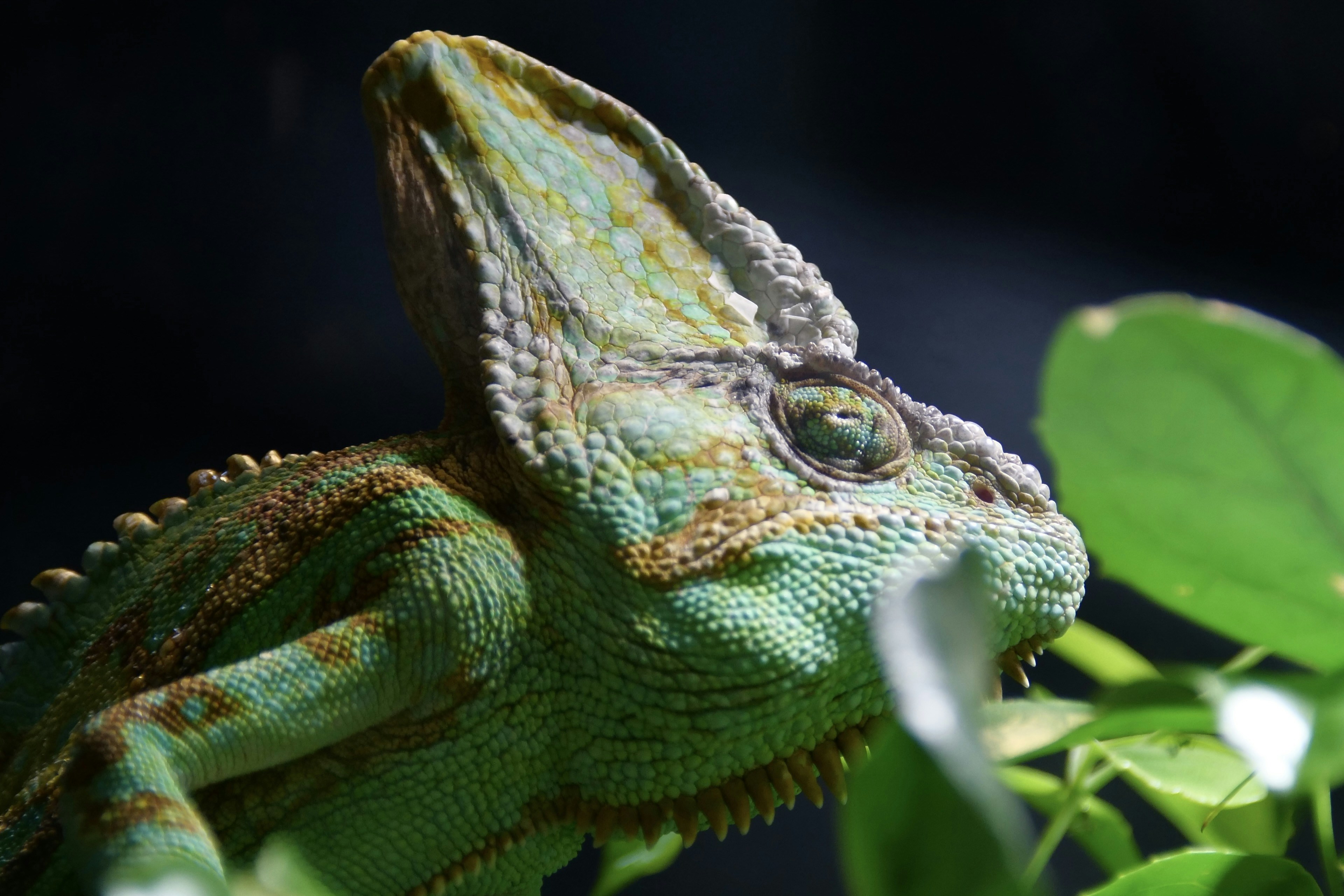 Reptile Products