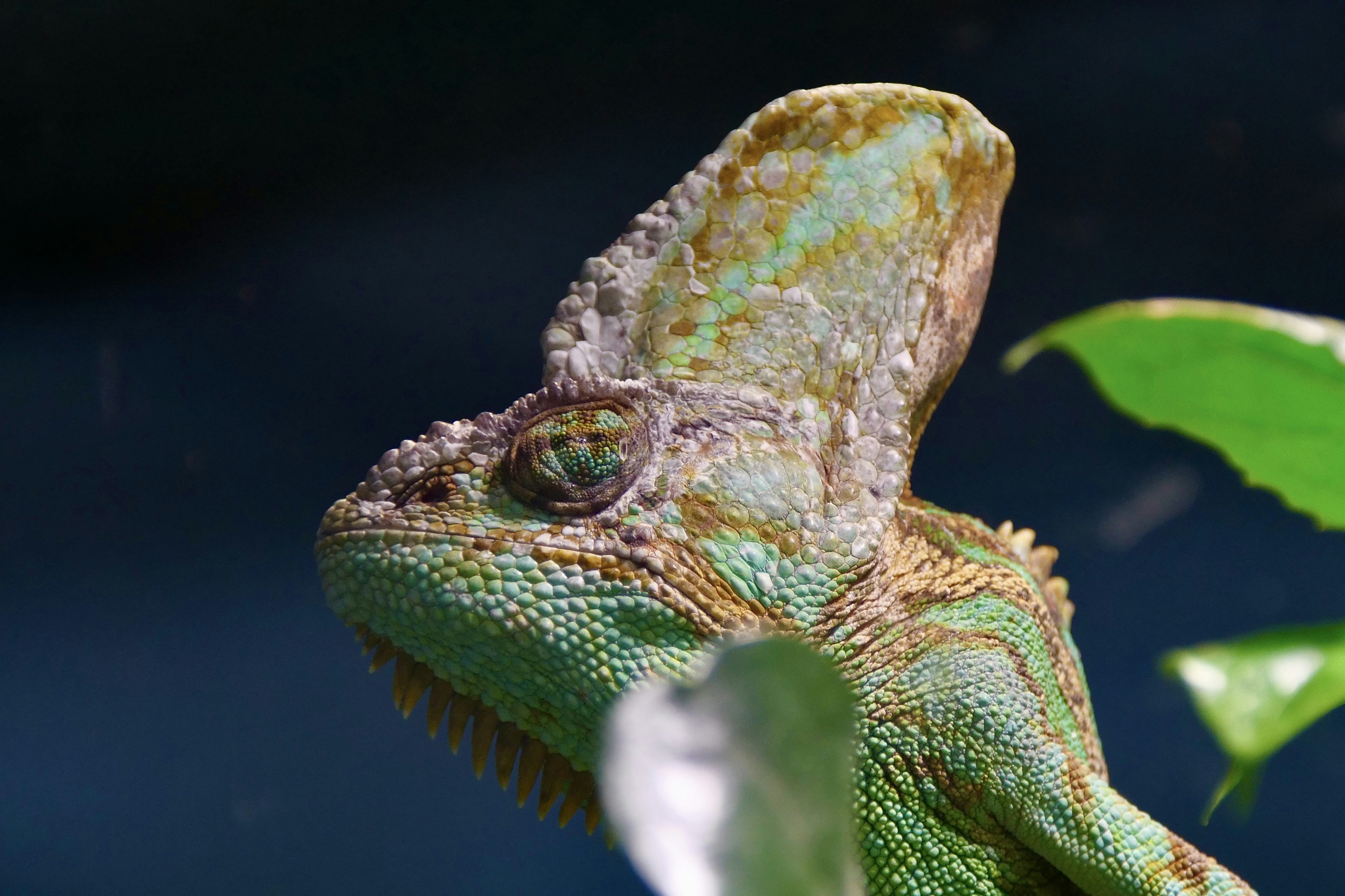 Photo by cocoshalalala