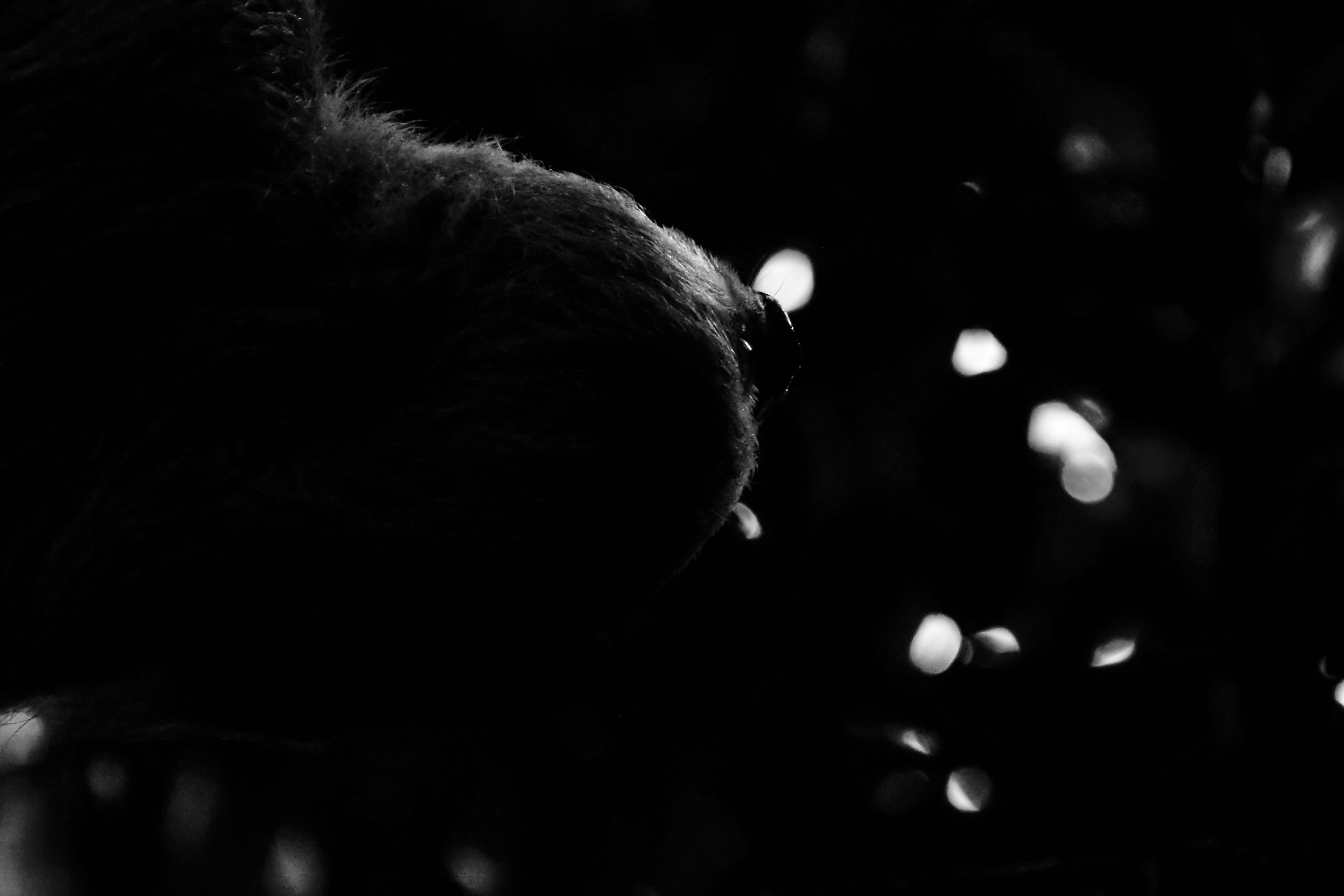 Photo by cocoshalalala