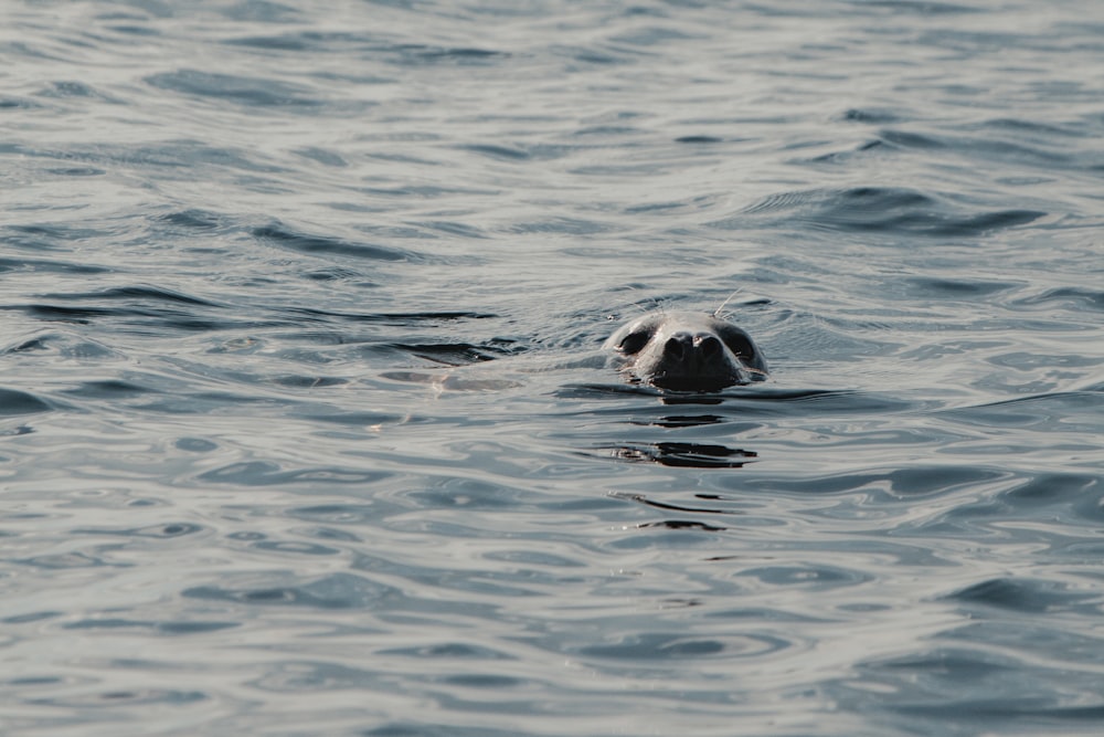 a dog swimming in the ocean with his head above the water