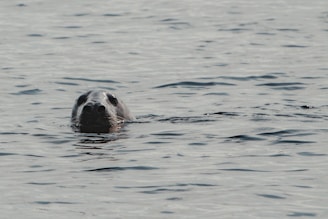 A seal partially emerges from calm, rippling water, with its head visible above the surface.