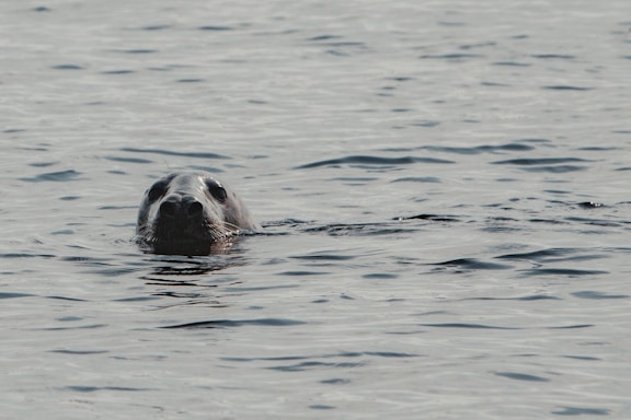 A seal partially emerges from calm, rippling water, with its head visible above the surface.