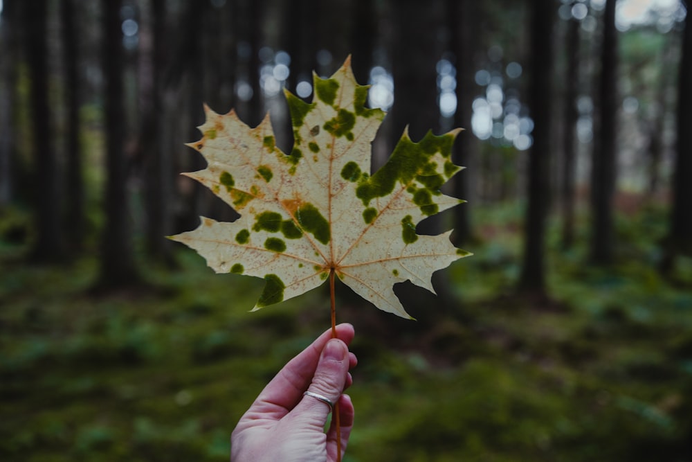 a person holding a leaf in a forest