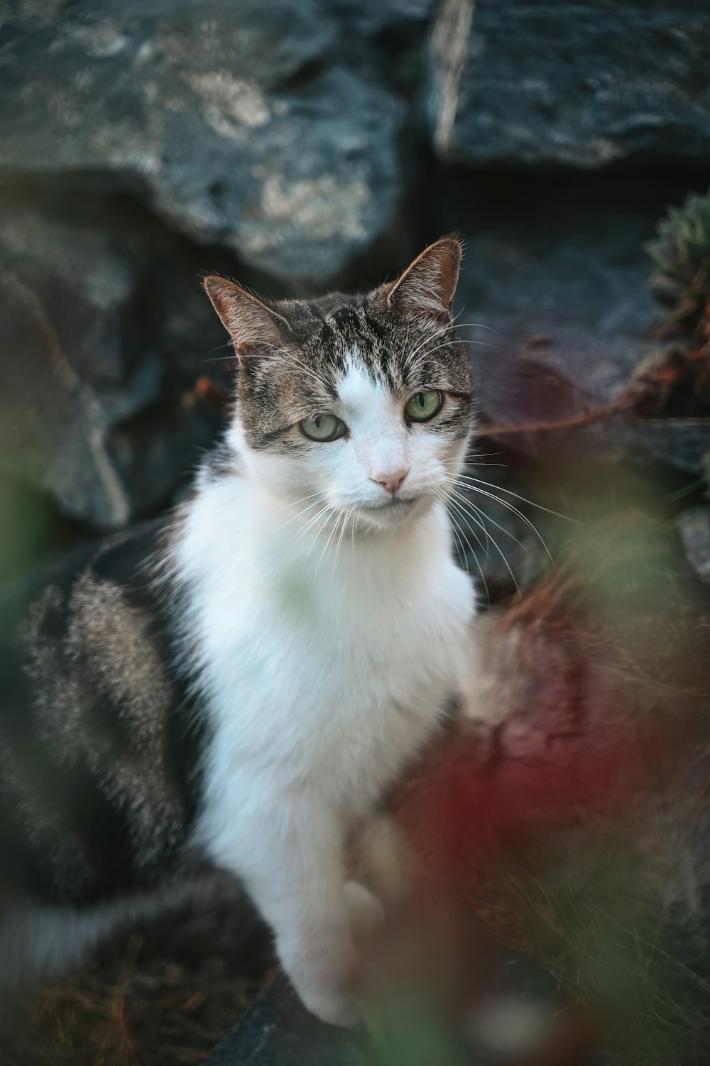 a white and gray cat sitting in front of a rock wall