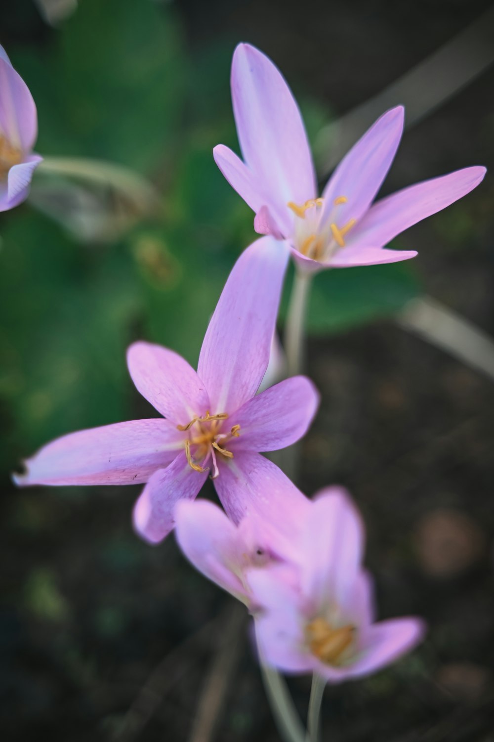 a group of purple flowers sitting next to each other