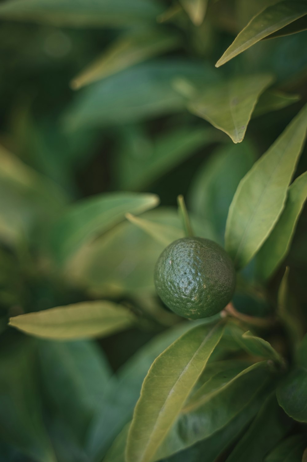 a close up of a green fruit on a tree