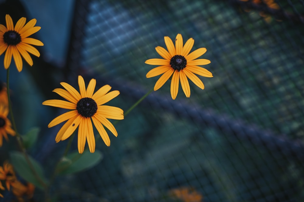 a group of yellow flowers sitting next to each other