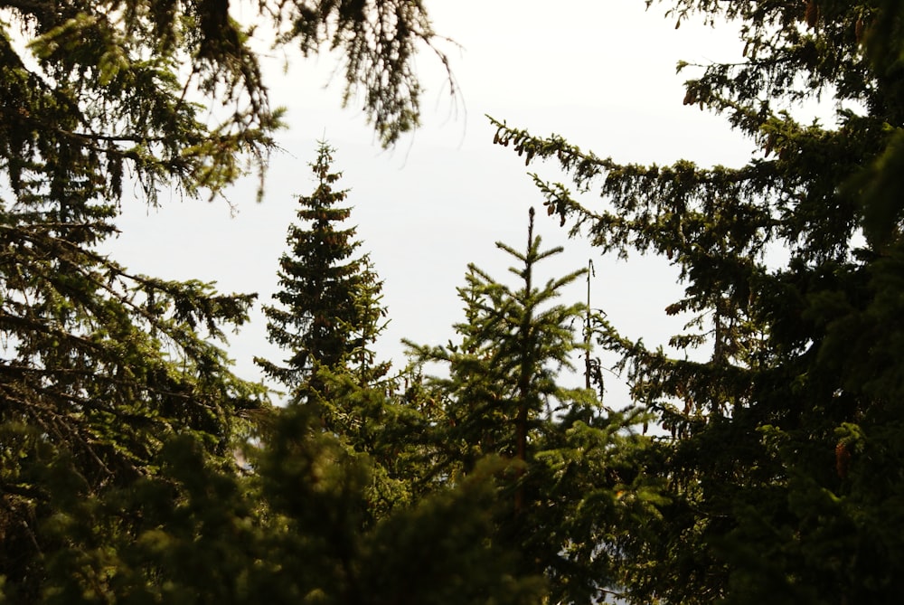 a bird sitting on top of a tree branch