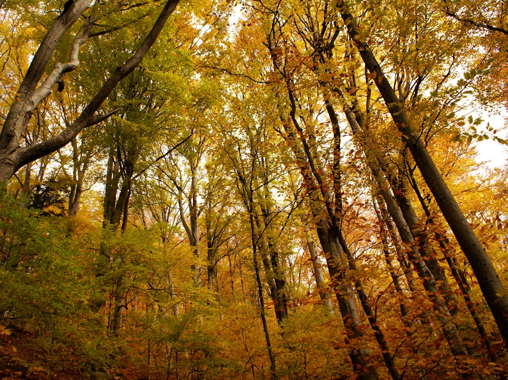 a forest filled with lots of trees covered in leaves