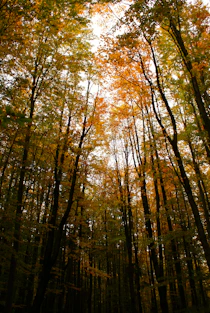 a forest filled with lots of tall trees