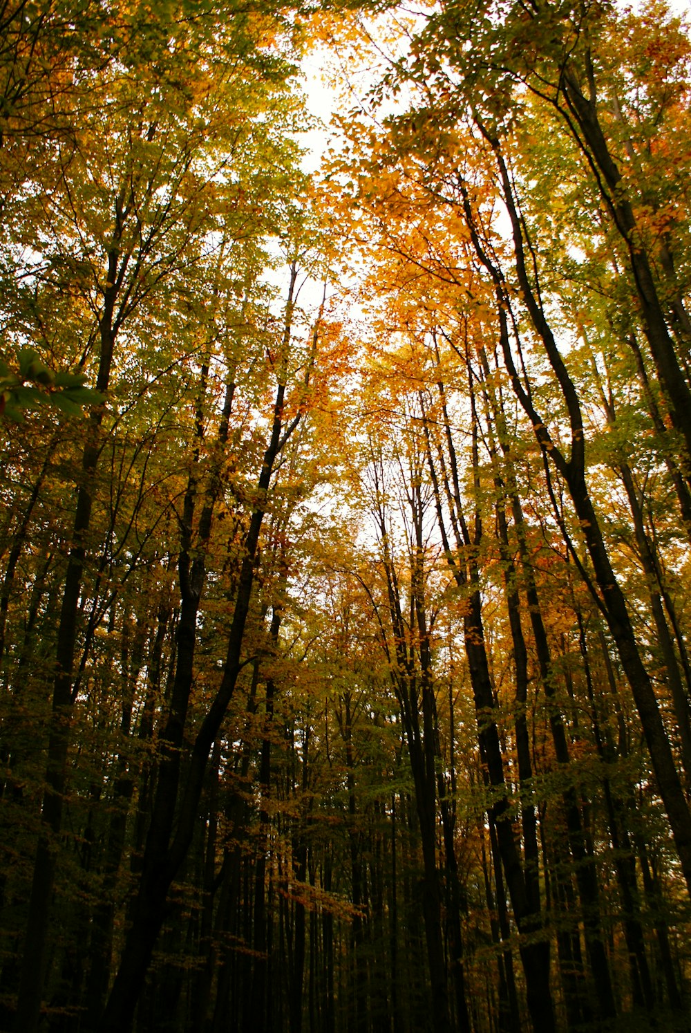 a forest filled with lots of tall trees