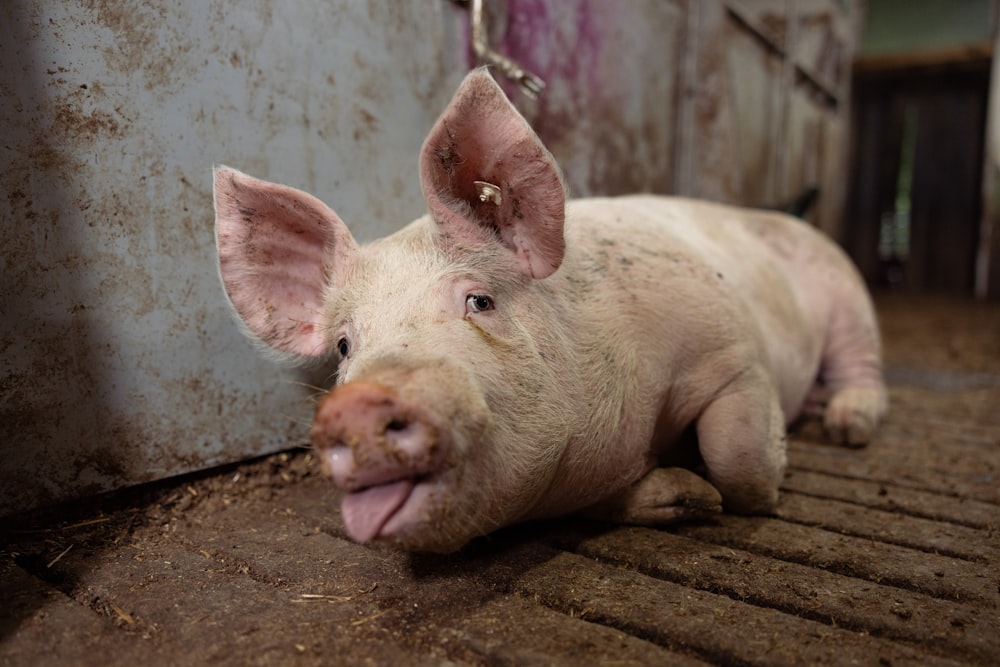 a pig laying on the ground with its tongue hanging out