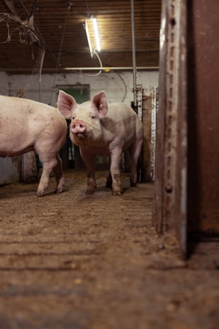 A pig stands on a dirty wooden floor inside what appears to be a barn or stable. The pig's body is partially obscured by another pig in the background. Overhead, there is a fluorescent light fixture attached to a wooden ceiling. The walls are white with pipes and wires visible.