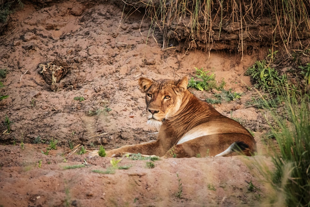 a lion laying on the ground in the dirt