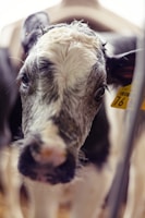 Close-up of a black Angus Wagyu cross calf.