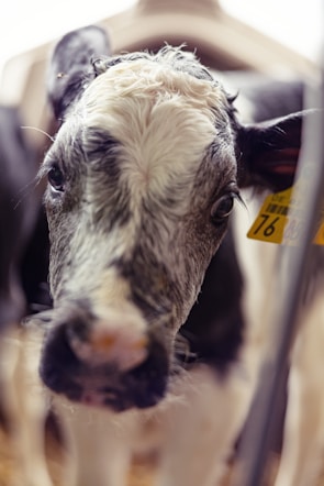 Close-up of a black Angus Wagyu cross calf.