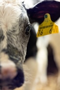 Close-up view of a cow's face, focusing on its eye and ear. The ear has a yellow tag with numbers inscribed, suggesting it is tagged for identification.