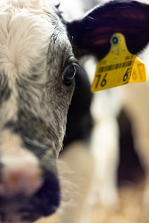 Close-up of a veterinarian implanting a microchip in a calf's ear at a farm.