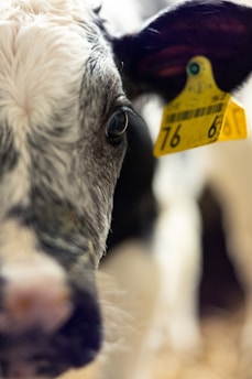 Close-up of a veterinarian implanting a microchip in a calf's ear at a farm.
