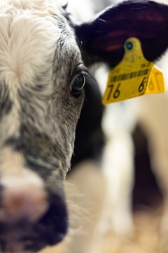 Close-up view of a cow's face, focusing on its eye and ear. The ear has a yellow tag with numbers inscribed, suggesting it is tagged for identification.