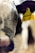 Close-up view of a cow's face, focusing on its eye and ear. The ear has a yellow tag with numbers inscribed, suggesting it is tagged for identification.