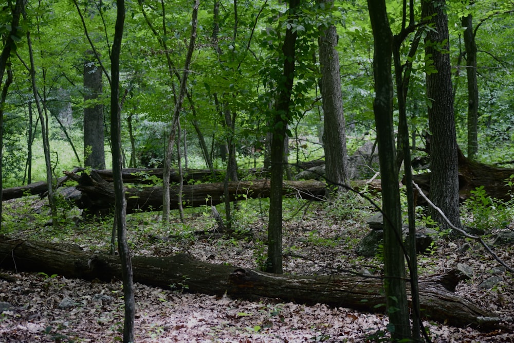 uma árvore caída no meio de uma floresta