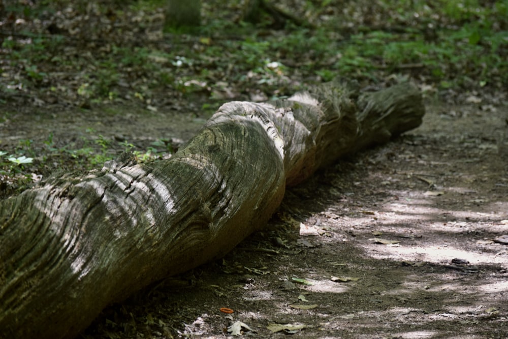 a large tree trunk laying on the ground