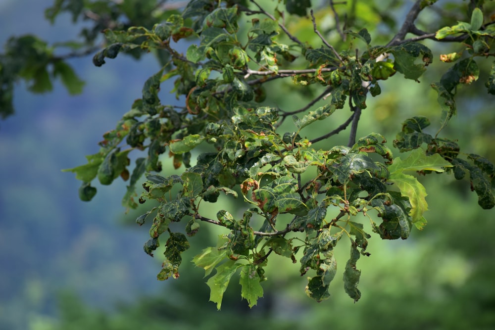 a close up of a tree branch with leaves