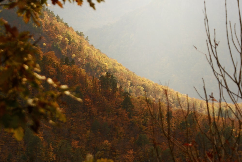 a view of a mountain with trees in the foreground