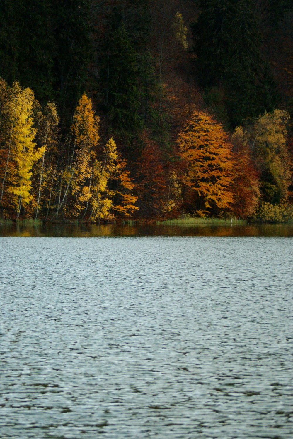 a large body of water surrounded by trees