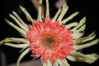 Close-up of a blooming spring flower with nectar droplets.