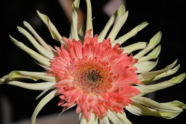 Close-up of a blooming spring flower with nectar droplets.