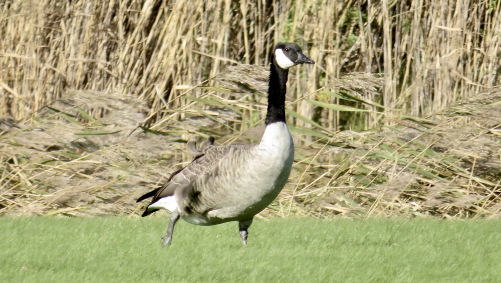 a goose is standing in a grassy field